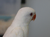 Gorgeous violet handreared ringnecks