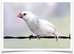 Java sparrows