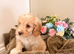 Gorgeous F1B Cockapoo puppies ready now