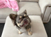 Fluffy French Bulldog looking for a new home