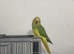 Indian Ringneck Rare Colour 5-6 Months Old