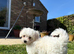 Bichon friz