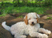 Cavapoo poo puppies