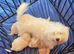 Beautiful maltipoo puppies