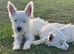 West highland terrier girls