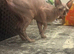 2 year old sphynx female