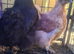 Silkie pullets and cockerals for sale