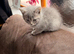 1 kittens for sale