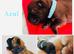 OUTSTANDING CHOW CHOW PUPS