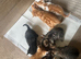 8 kittens