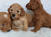 BEAUTIFUL RED F1 COCKAPOO PUPPIES
