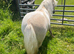 Registered 2yr old miniature Shetland filly