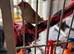 Pair of finches