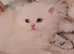 PURE PERSIAN 2 MALE LEFT