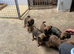Cracking Border pups