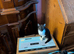 Siamese cross Ragdoll kittens & Black/ white kittem