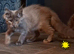 Pet or breeding Maine Coon kittens in Manchester
