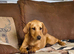 Kc registered fox red labrador pup