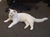 Turkish angora white cat