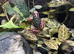 Epipedobates anthonyi Santa Isabell breeding group dart frog