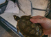 2 female missasippi map turtles and set up