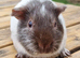Beautiful Baby guinea pigs for sale