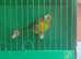 Cock canaries for sale