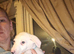 Saluki dalmation grey puppies
