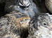 Chinese painted quails