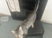Adorable kittens ready flead wormed fully litter trained