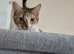 Beautiful female cat