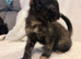 Female Kittens