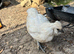 Mixed bantams