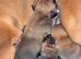 Natural bobtail Boxer puppies