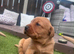 Stunning Labrador pups