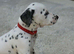 Litter of pure dalmatian puppies