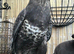 Stunning male buzzard for sale