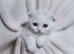 White Pure Scottish Fold Kitten – £600