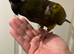 Hand Reared Baby Patagonian Conure