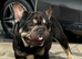 frenchie cross