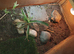 Male Herman's tortoise