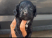 4 left stunning cockapoo puppies