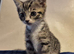 8 week old kittens
