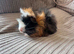 Baby guinea pig