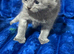 Kitten boy British Shorthair