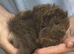 Fabulous funky guinea pigs for sale