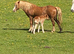 Section a mare with colt foal at foot