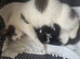 Stunning kittens for reservation/sale