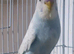 2 beautiful budgies