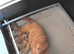 Red/yellow labrador puppiew